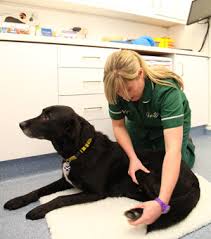 APPLICATION OF PHYSIOTHERAPY IN VETERINARY PRACTICE – Pashudhan praharee APPLICATION OF PHYSIOTHERAPY IN VETERINARY PRACTICE – Pashudhan praharee