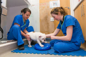 APPLICATION OF PHYSIOTHERAPY IN VETERINARY PRACTICE – Pashudhan praharee APPLICATION OF PHYSIOTHERAPY IN VETERINARY PRACTICE – Pashudhan praharee