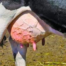Latest Trends In The Treatment And Control Of Mastitis In Dairy Animals Pashudhan Praharee