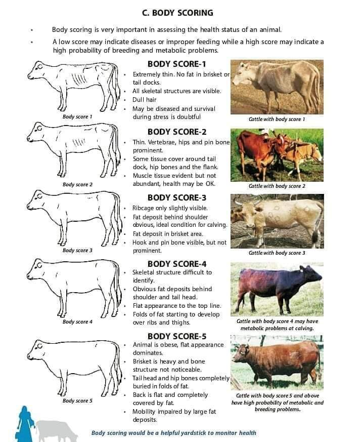 Body Condition Scoring (BCS) In farm Animals Pashudhan praharee