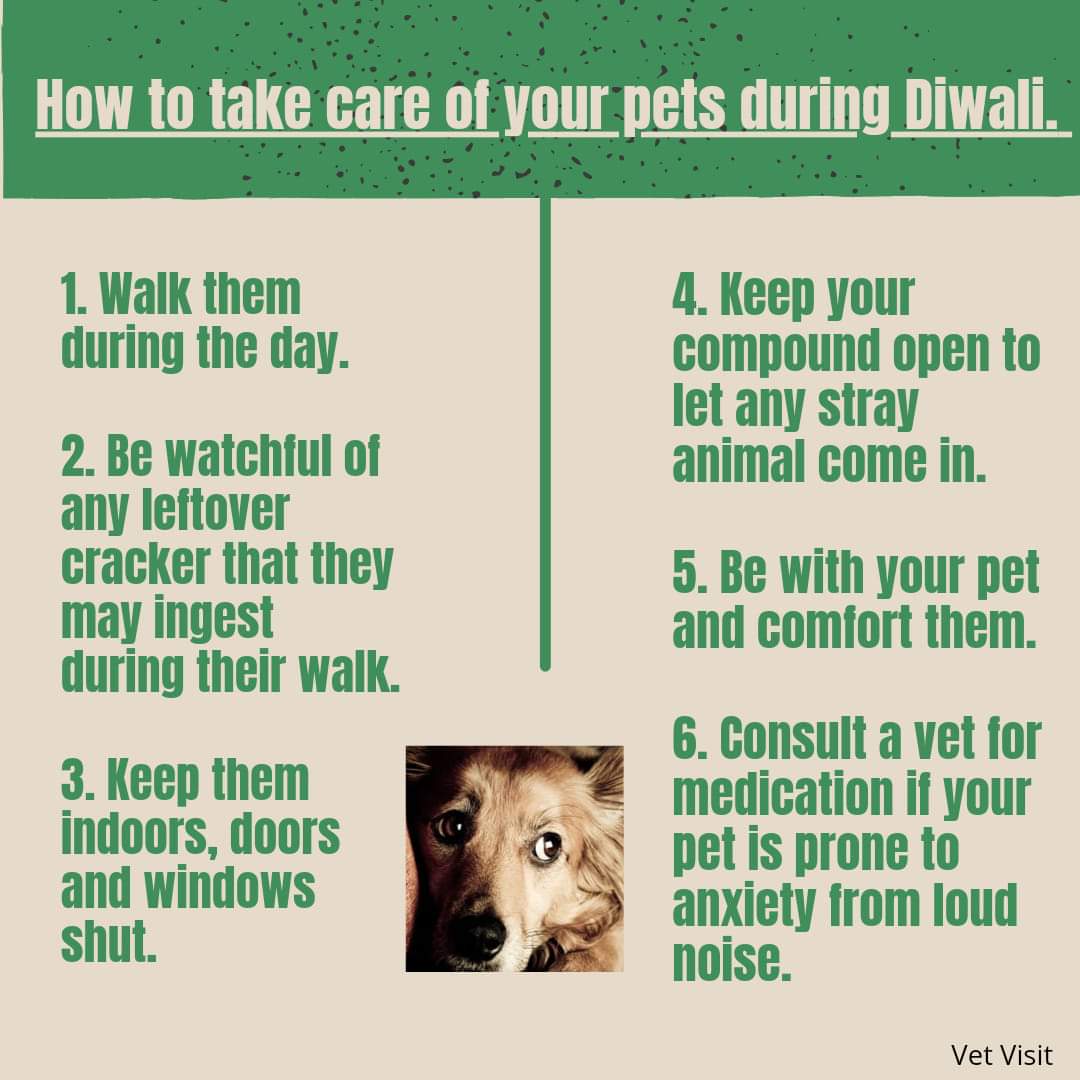 Ways to take care of your pets during this Diwali. – Pashudhan praharee