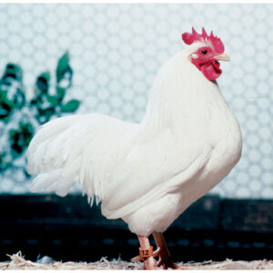CLASSIFICATION OF POULTRY BREEDS