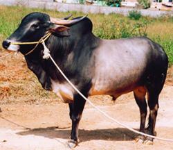 Cattle Breeds of Karnataka