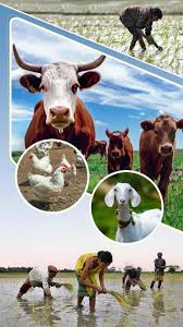 THE INDIAN LIVESTOCK SECTOR - AN OVERVIEW AND ITS ROLE ON AGRICULTURAL SUSTAINABILITY THE INDIAN LIVESTOCK SECTOR - AN OVERVIEW AND ITS ROLE ON AGRICULTURAL SUSTAINABILITY