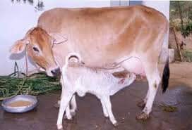 CARE & MANAGEMENT OF PREGNANT DAIRY CATTLE – Pashudhan praharee