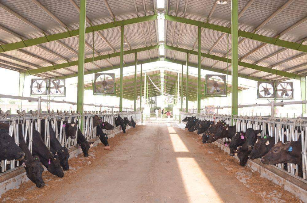 Modern Dairy Farm