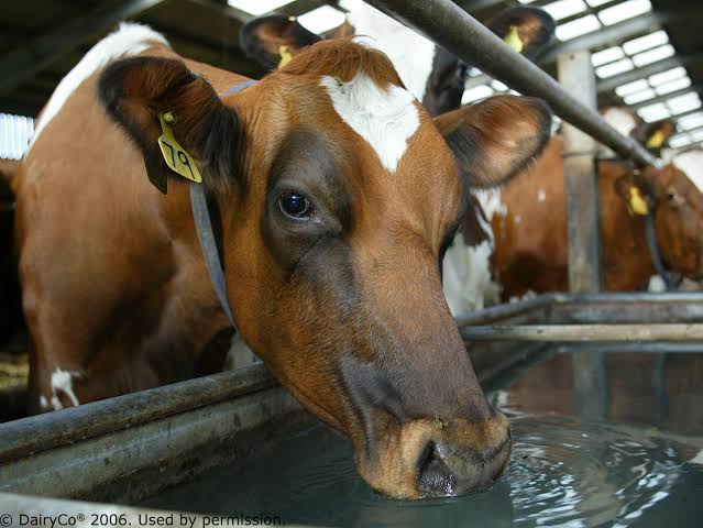 IMPORTANCE OF FRESH DRINKING WATER FOR ANIMALS – Pashudhan praharee IMPORTANCE OF FRESH DRINKING WATER FOR ANIMALS – Pashudhan praharee