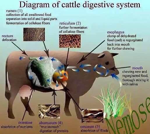 Ruminant Gastro Intestinal Tract's Peculiarity and Salient Features – Pashudhan praharee Ruminant Gastro Intestinal Tract's Peculiarity and Salient Features – Pashudhan praharee