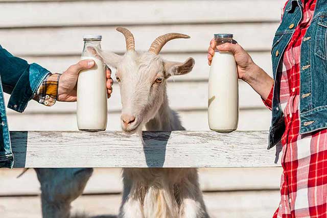 GOAT MILK: A BOON FOR MANKIND – Pashudhan praharee