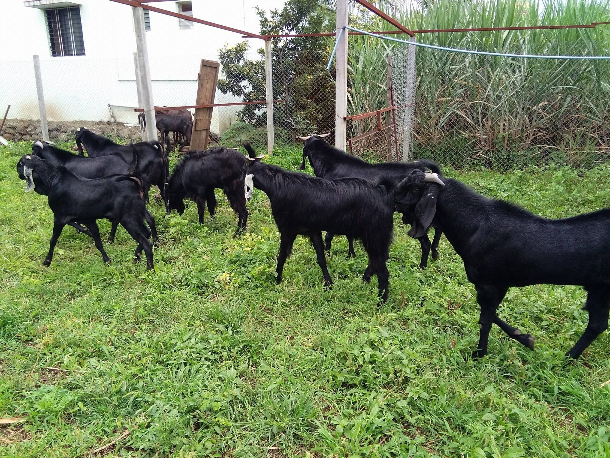 GOAT FARMING PROJECT REPORT FOR (100+4)UNIT – Pashudhan praharee