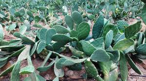 Is There a Market for Edible Cactus in the United States?, Innovation