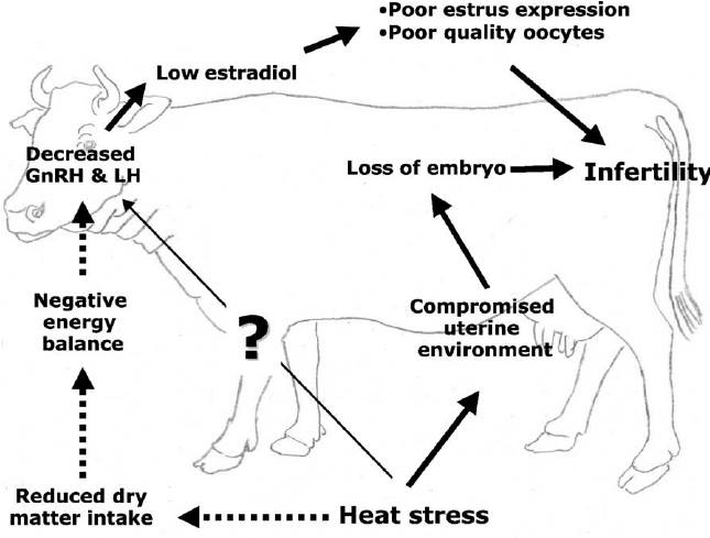TROUBLESHOOTING IN INFERTILITY PROBLEMS IN CATTLE & ITS SOLUTION –  Pashudhan praharee