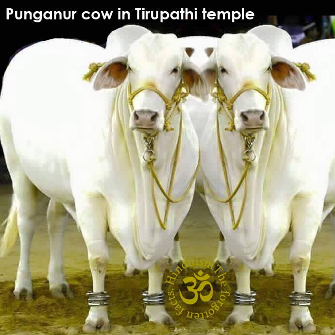 PUNGANUR COW-The Mother of all Cows – Pashudhan praharee