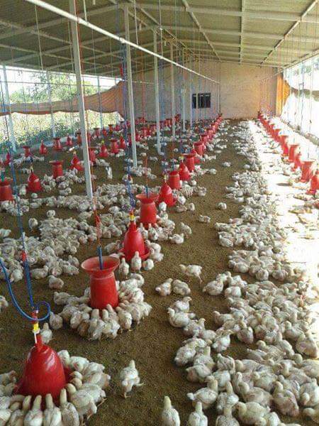 Model Project Report For Broiler Farming On Contract System Pashudhan Praharee
