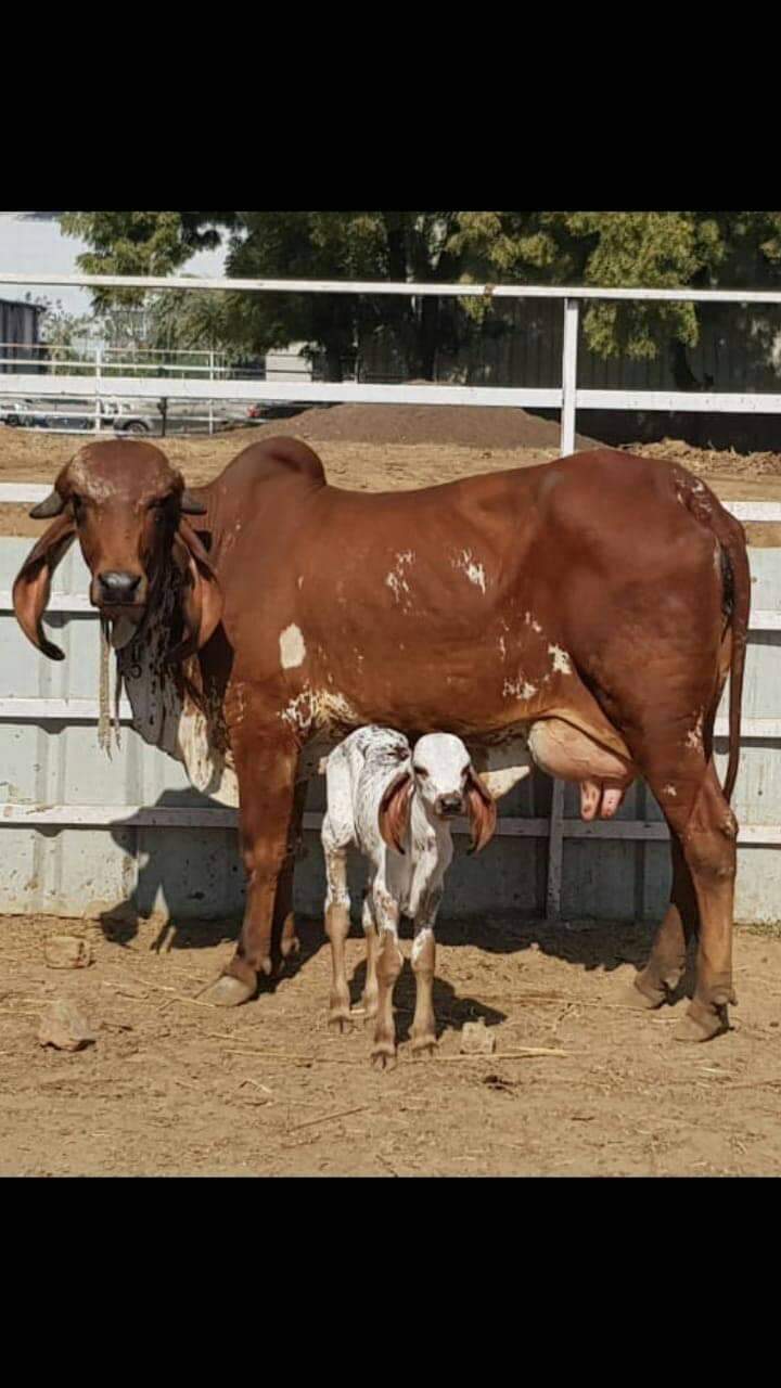 ANIMAL QUARANTINE PROTOCOLS & LEGISLATIONS IN INDIA – Pashudhan praharee ANIMAL QUARANTINE PROTOCOLS & LEGISLATIONS IN INDIA – Pashudhan praharee