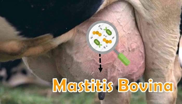 Mycoplasmal Mastitis In Dairy Cattle Pashudhan Praharee