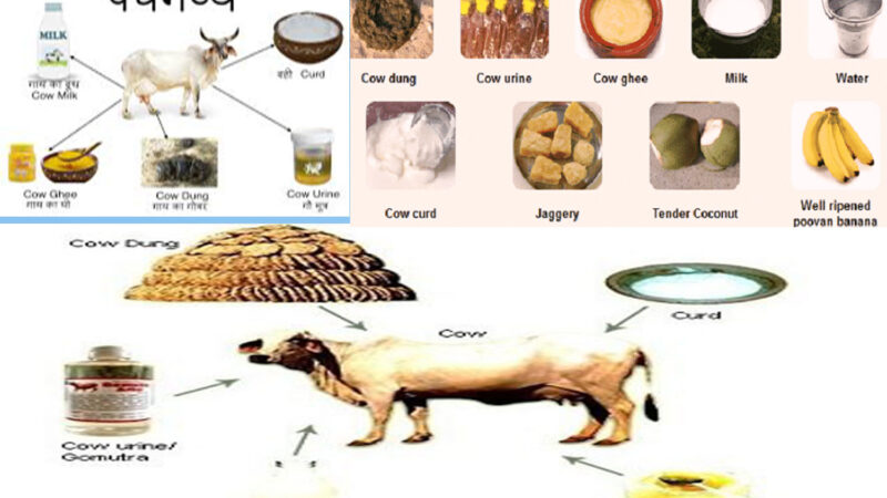 IMPORTANCE OF PANCHAGAVYA IN ANIMAL HUSBANDRY