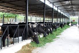 Determination of Cost of Milk Production in Dairy Farming – Pashudhan  praharee