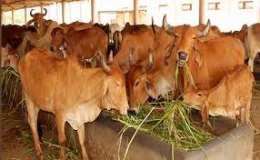 JHARKHAND LIVESTOCK BREEDING POLICY – Pashudhan praharee JHARKHAND LIVESTOCK BREEDING POLICY – Pashudhan praharee