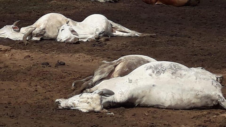 They fell one after another': Curious case of 100 cow-deaths in one night  in Vijayawada – Pashudhan praharee