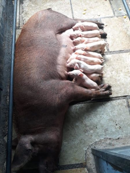 3 strategies for successful piglet creep feeding - Pashudhan Praharee