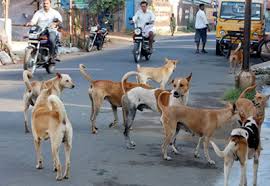 stray animals problem and solution essay