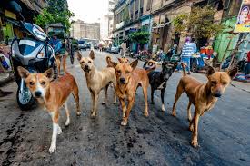 stray animals problem and solution essay