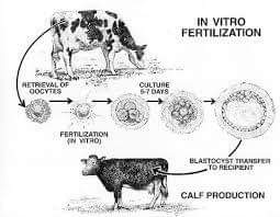 FUTURE FOR IVF(IN-VITRO FERTILIZATION) IN COMMERCIAL DAIRY CATTLE –  Pashudhan praharee