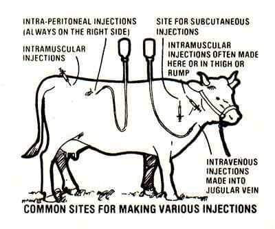 HOW TO GIVE INJECTIONS TO CATTLE – Pashudhan praharee