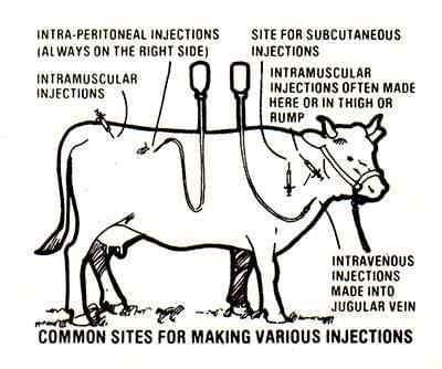 HOW TO GIVE INJECTIONS TO CATTLE – Pashudhan praharee HOW TO GIVE INJECTIONS TO CATTLE – Pashudhan praharee