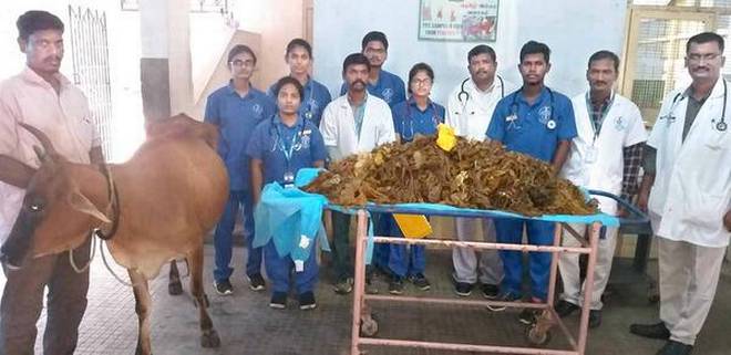 Tamil Nadu veterinary university surgeons remove 52 kg of plastic from cow  in Chennai – Pashudhan praharee