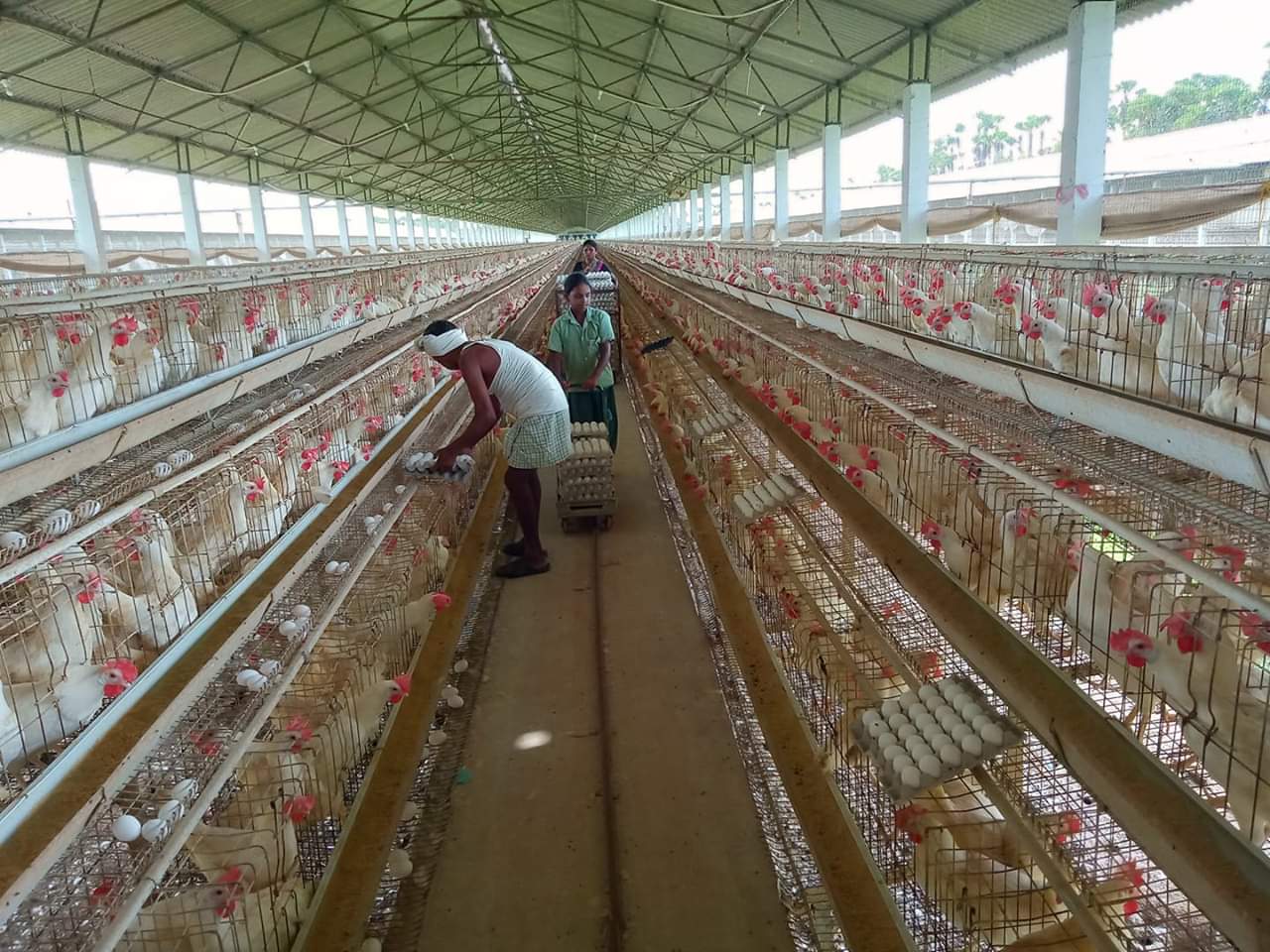 Housing for poultry business