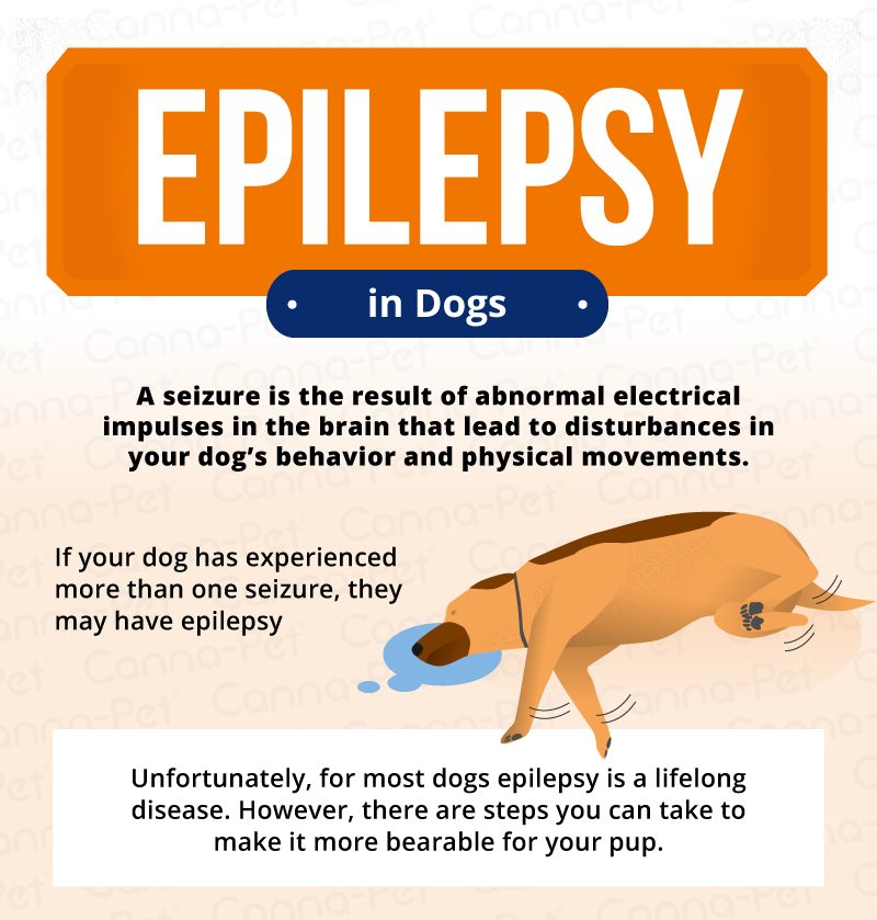 Epilepsy In Dogs Diagnosis Treatment Pashudhan Praharee,Bathroom Tile Ideas Blue
