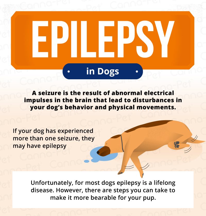 types of dog seizures