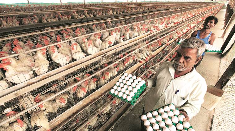 Poultry farming, egg production boost rural economy of Bihar – Pashudhan  praharee