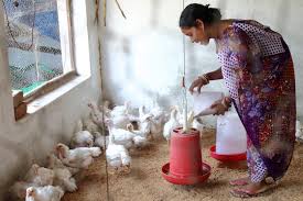 ROLE OF WOMEN IN LIVESTOCK REARING IN INDIA – Pashudhan praharee