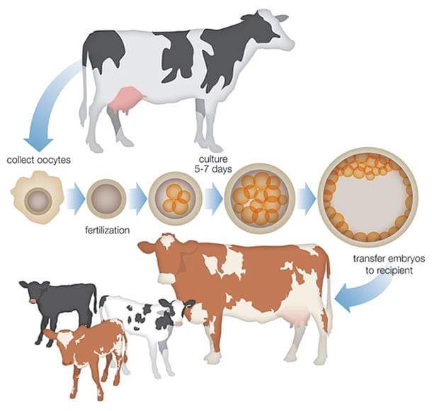 USE OF SEXED SORTED SEMEN IN DAIRY CATTLE IN INDIA –BOON OR CURSE –  Pashudhan praharee