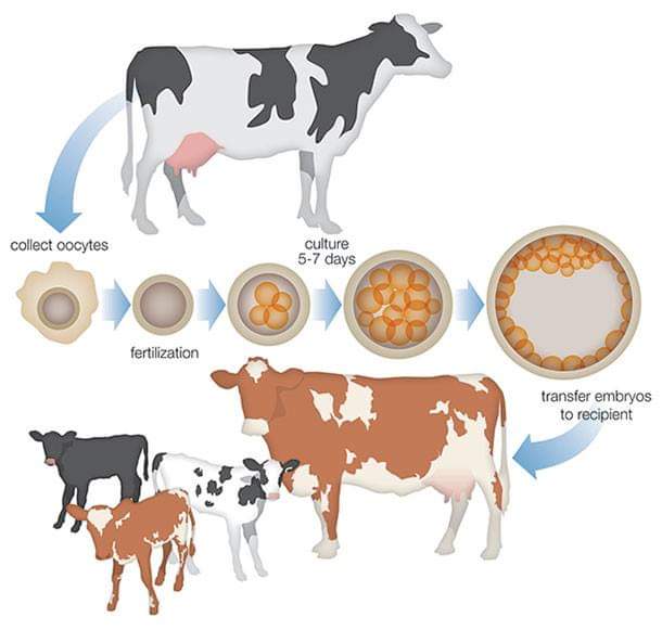 USE OF SEXED SORTED SEMEN IN DAIRY CATTLE IN INDIA –BOON OR CURSE – Pashudhan praharee USE OF SEXED SORTED SEMEN IN DAIRY CATTLE IN INDIA –BOON OR CURSE – Pashudhan praharee