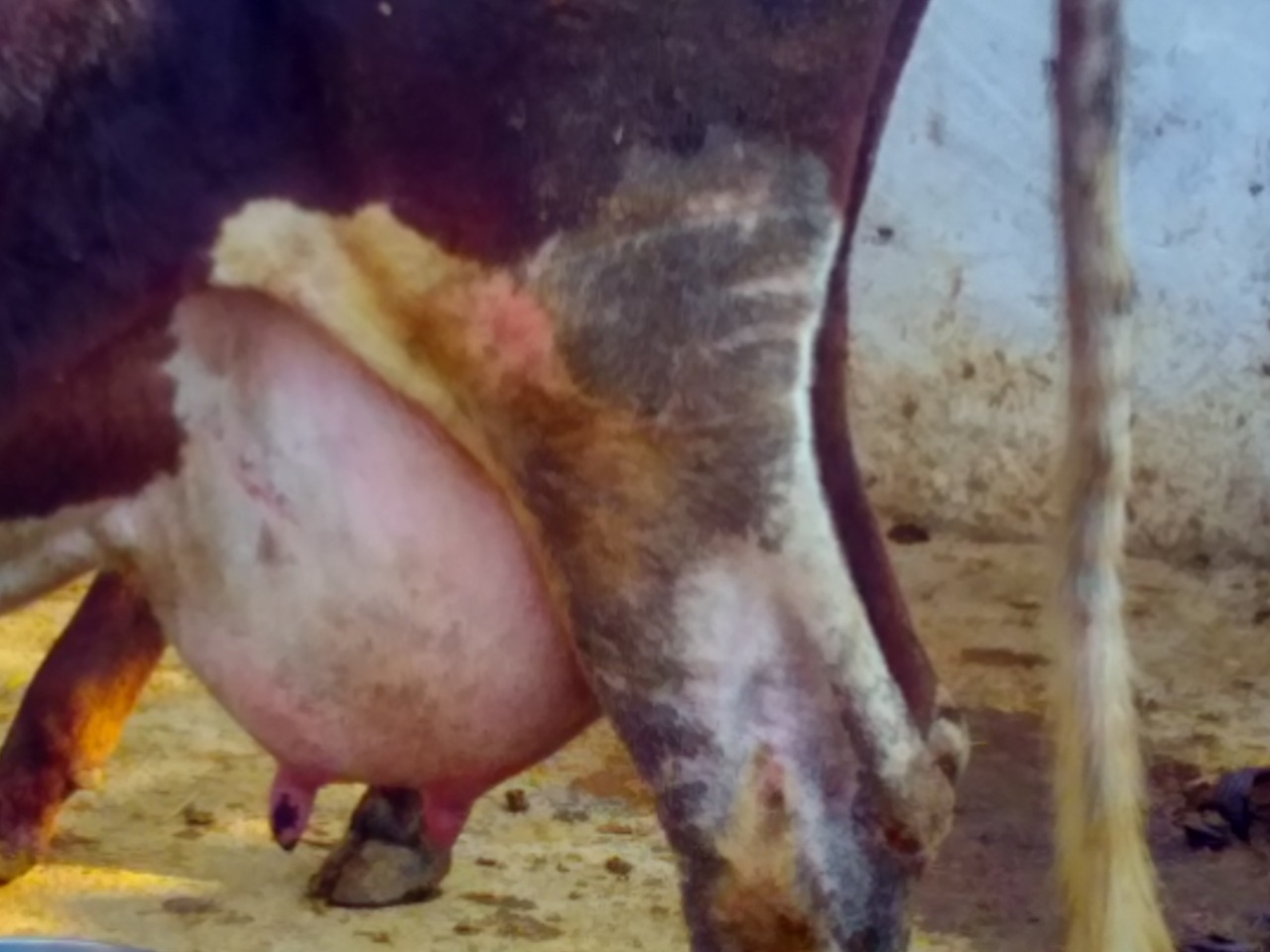 Mastitis In Cattle Pashudhan Praharee
