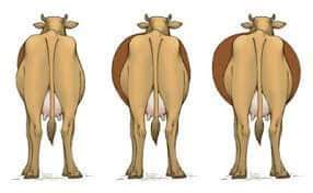 RECCURRENT TYMPANY IN DAIRY CATTLE – Pashudhan praharee RECCURRENT TYMPANY IN DAIRY CATTLE – Pashudhan praharee