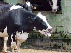 THERAPEUTIC MANAGEMENT OF HEAT STROKE OR HYPERTHERMIA IN CATTLE – Pashudhan praharee THERAPEUTIC MANAGEMENT OF HEAT STROKE OR HYPERTHERMIA IN CATTLE – Pashudhan praharee