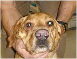 Horner S Syndrome In Dog Pashudhan Praharee