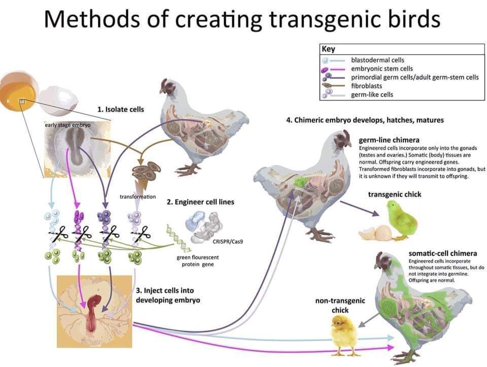 AAPLICATION & SCOPE OF TRANSGENIC (GMOs) CHICKEN – Pashudhan praharee AAPLICATION & SCOPE OF TRANSGENIC (GMOs) CHICKEN – Pashudhan praharee