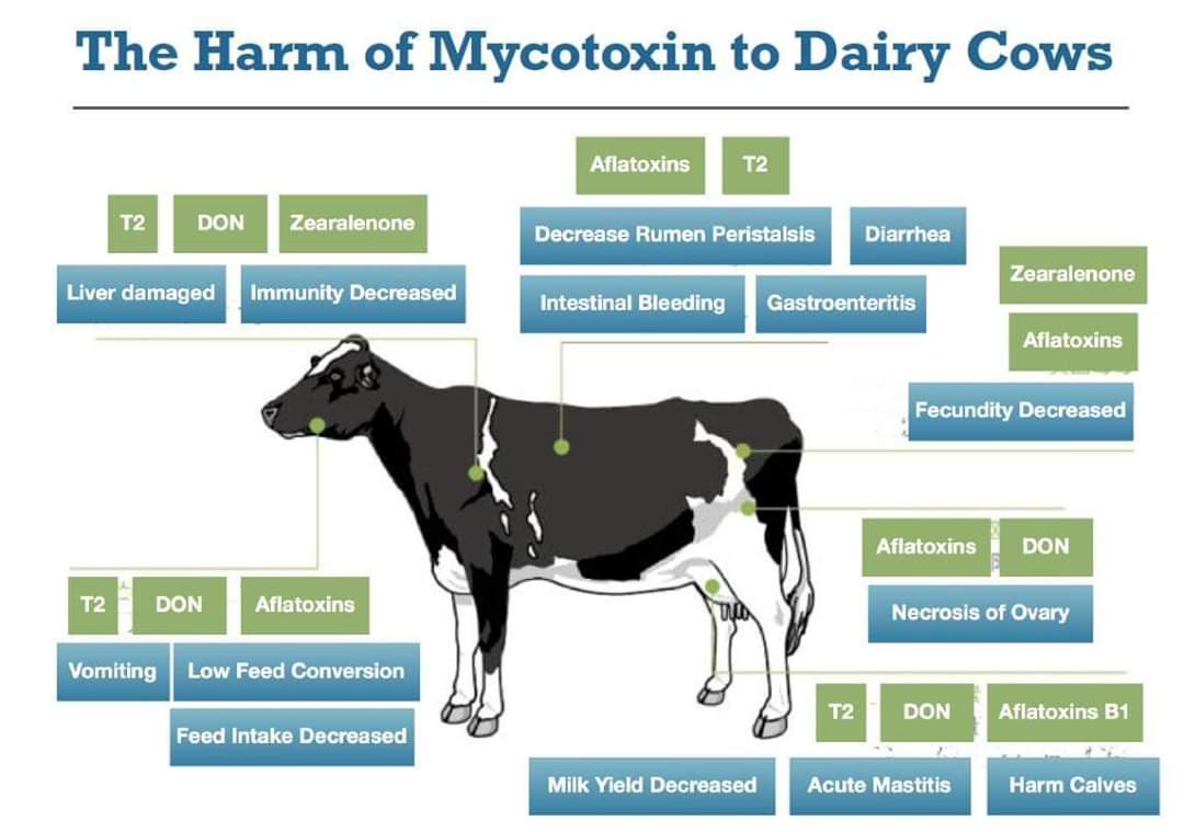 EFFECT OF MYCOTOXINS IN RUMINANTS - Pashudhan praharee