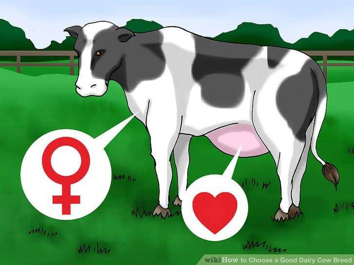 CONCEPT OF BREEDING METHODS IN COMMERCIAL DAIRY CATTLE – Pashudhan praharee