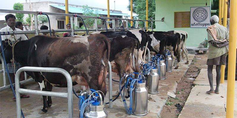 Dairy Farm Management