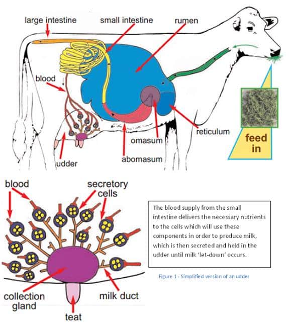 RELATIONSHIP OF RUMEN MICROFLORA WITH HEALTH & PRODUCTION OF DAIRY COWS – Pashudhan praharee RELATIONSHIP OF RUMEN MICROFLORA WITH HEALTH & PRODUCTION OF DAIRY COWS – Pashudhan praharee