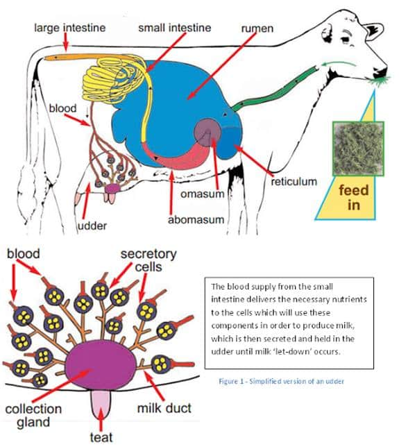 RELATIONSHIP OF RUMEN MICROFLORA WITH HEALTH & PRODUCTION OF DAIRY COWS |  Pashudhan praharee