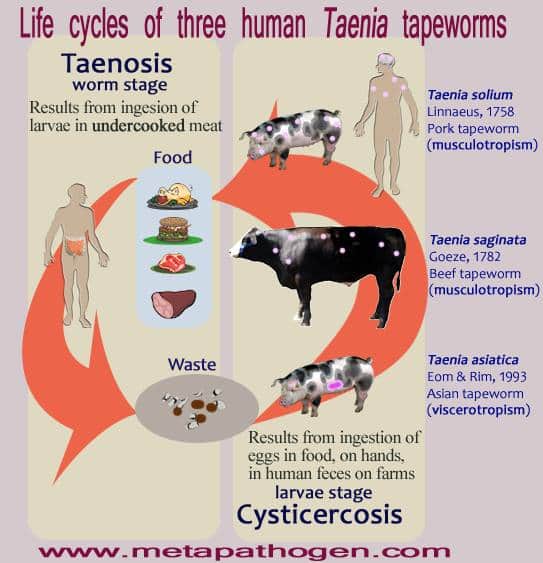 TENIASIS (Human Tapeworm Infection) – Pashudhan praharee