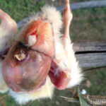 Omphilitis-in-poultry.jpg